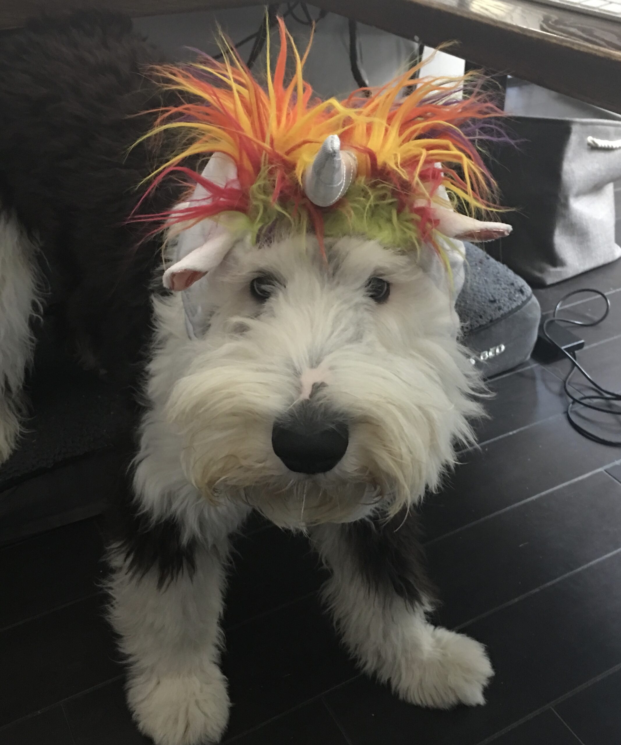 Woodford, Chief Canine Officer